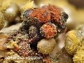 Metatrichia vesparium-amf2224-1